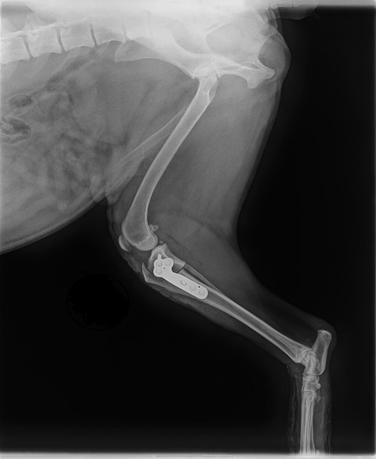 Orthopädische Chirurgie in der Kleintierpraxis Hartheim